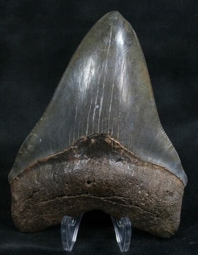 Serrated Megalodon Tooth - South Carolina #7480
